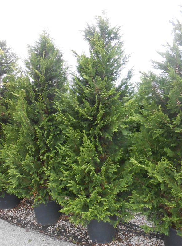CHAMAECYPARIS lawsoniana 'Stardust'