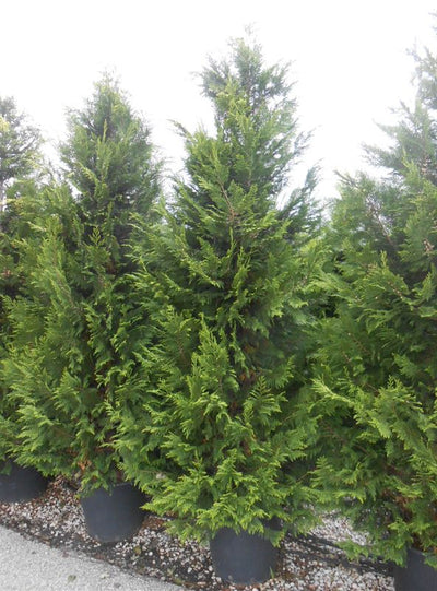 CHAMAECYPARIS lawsoniana 'Stardust'