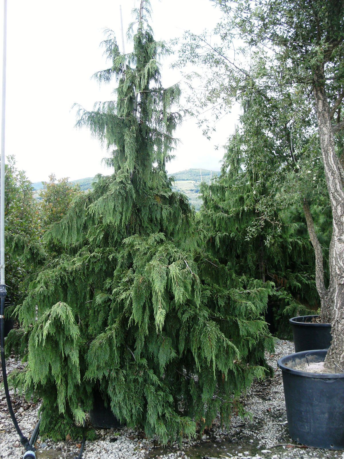 CHAMAECYPARIS nootkatensis 'Pendula'