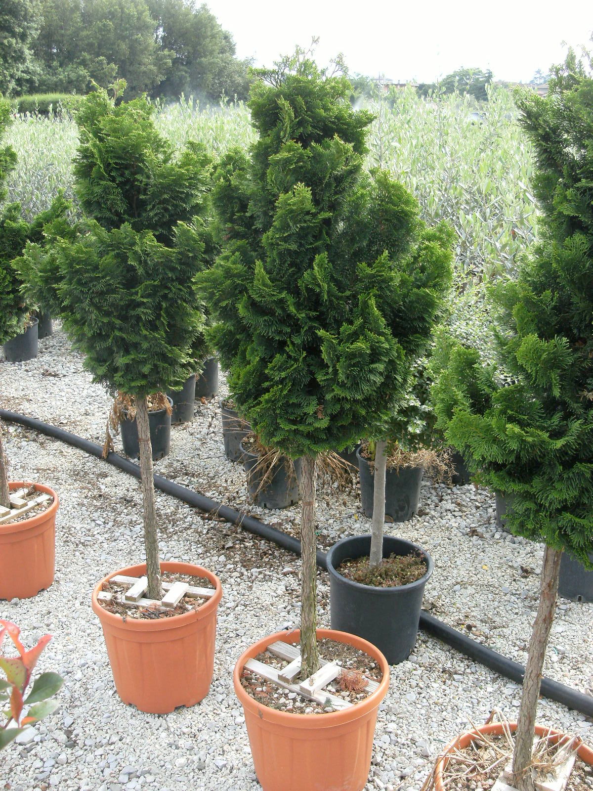 CHAMAECYPARIS obtusa 'Nana Gracilis'