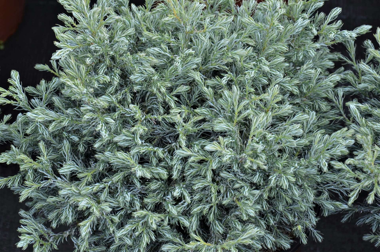 CHAMAECYPARIS pisifera 'Boulevard'