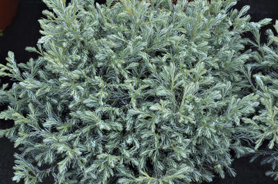 CHAMAECYPARIS pisifera 'Boulevard'