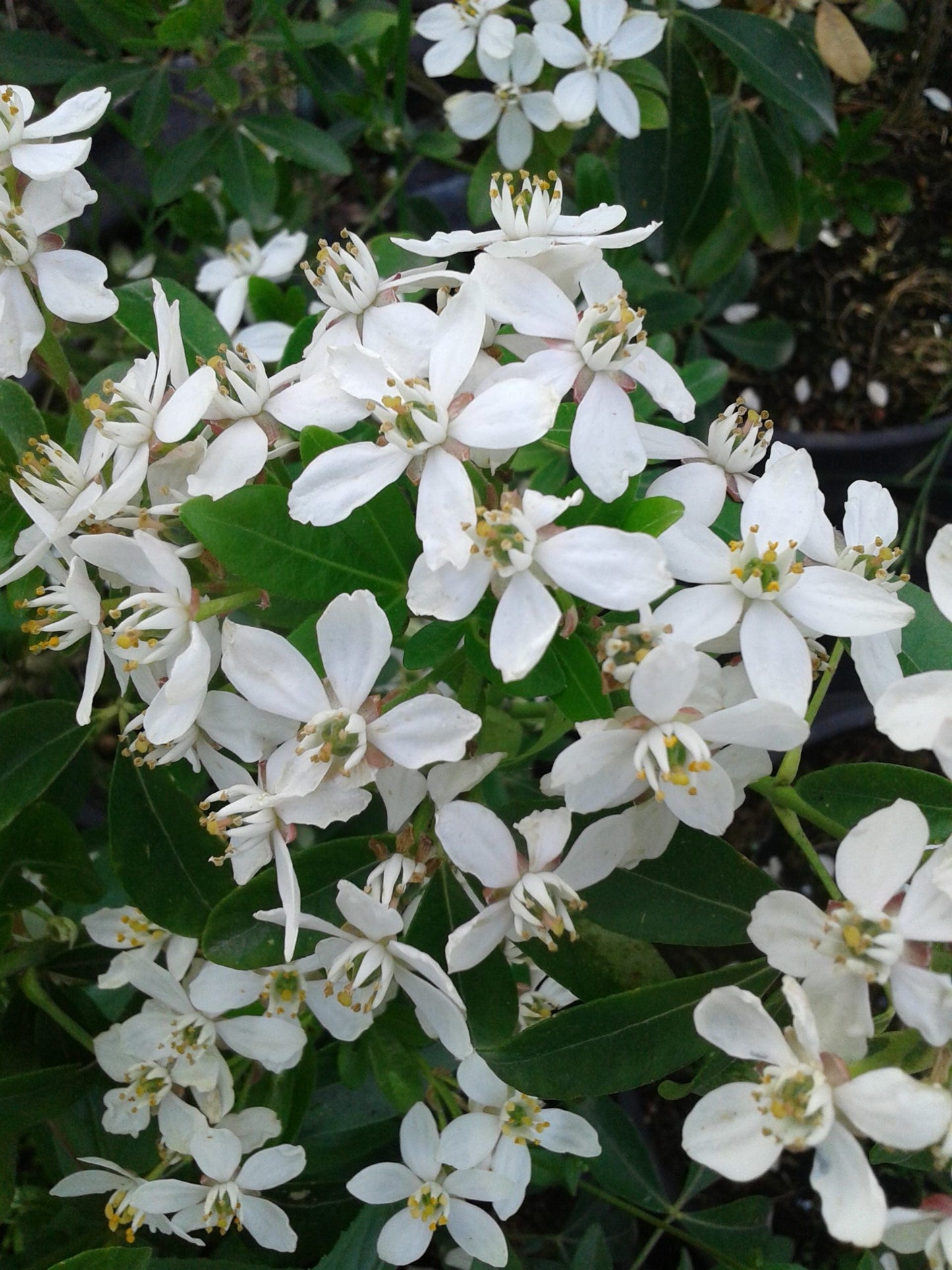 CHOISYA ternata