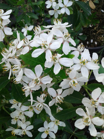 CHOISYA ternata