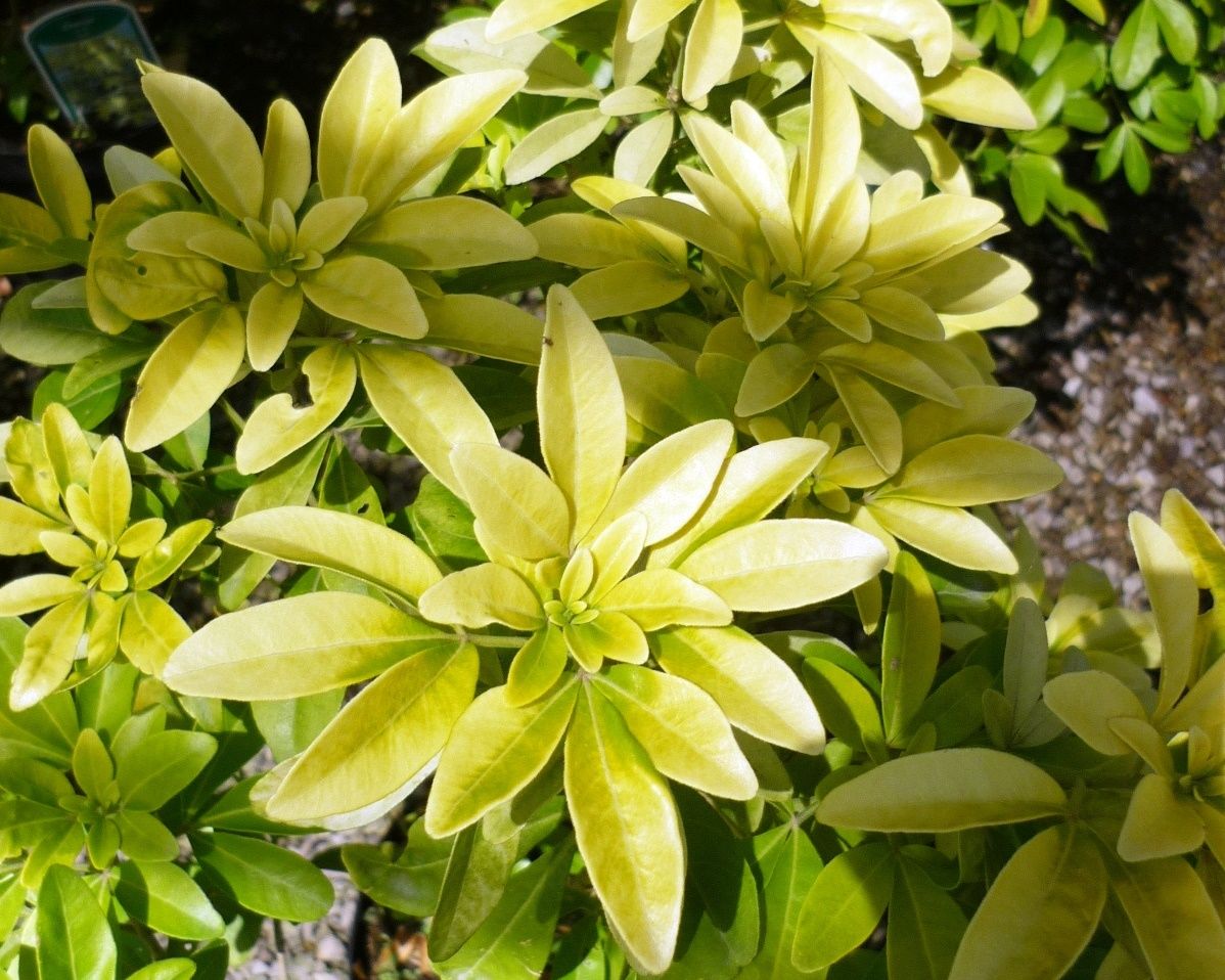 CHOISYA ternata 'Sundance'