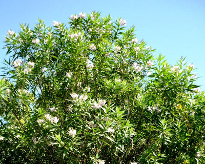 CHITALPA tashkentensis