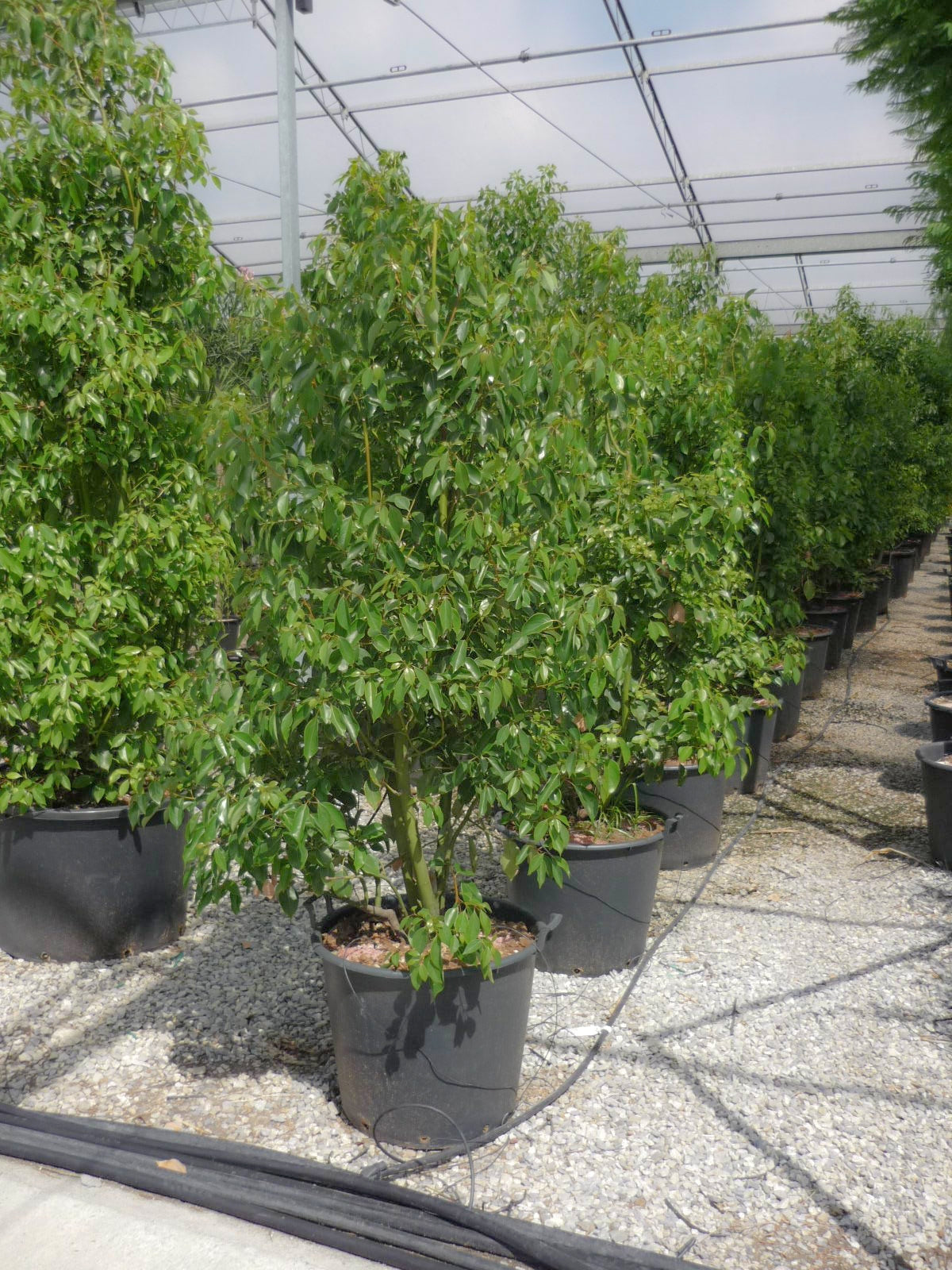 CINNAMOMUM camphora