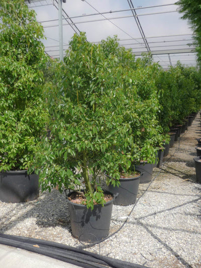 CINNAMOMUM camphora
