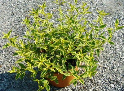 CISTUS in varietà