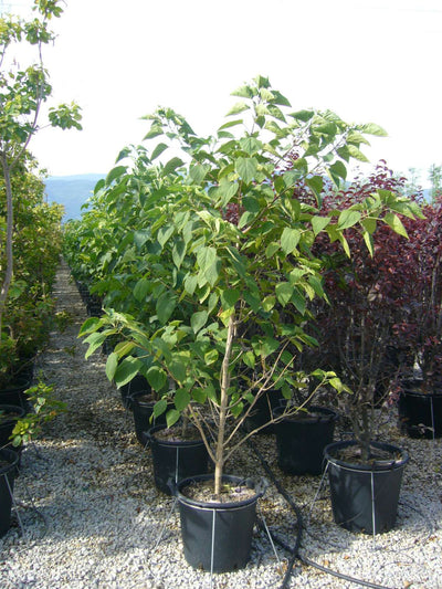 CLERODENDRUM trichotomum