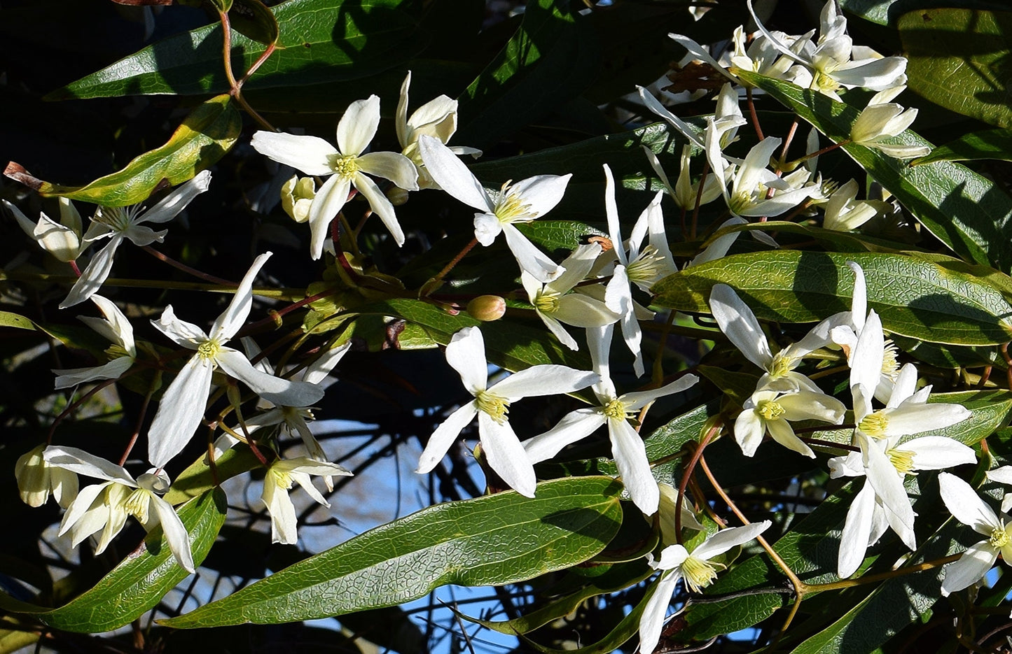 CLEMATIS armandii