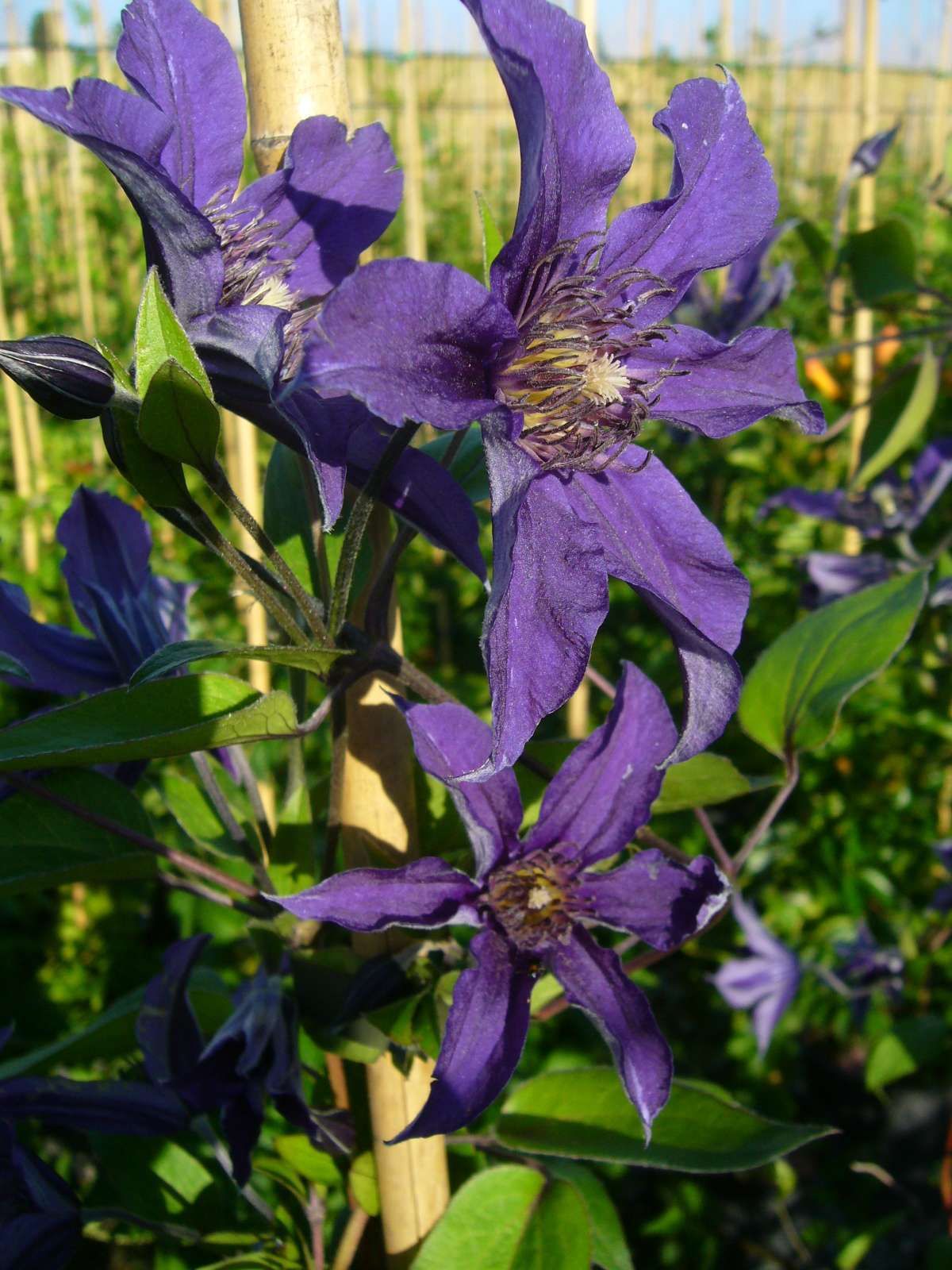 CLEMATIS in varietà