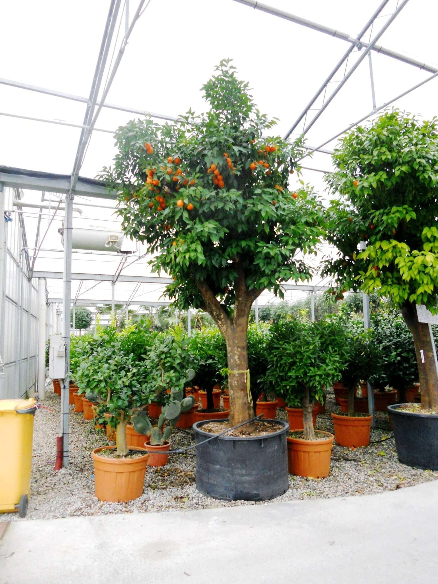 CITRUS x aurantium