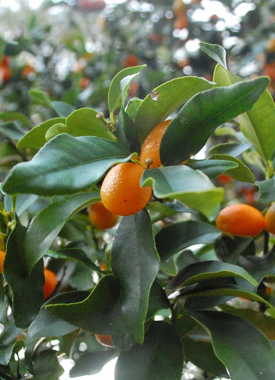 CITRUS kumquat 'Nagami'