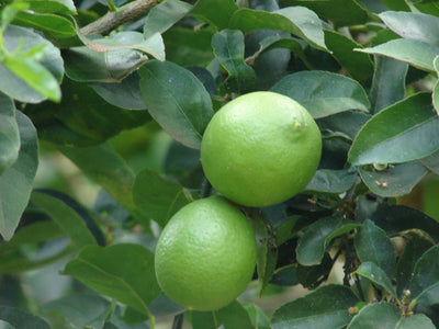 CITRUS lime