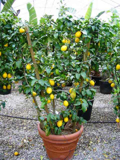 CITRUS x limon