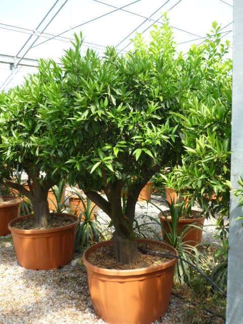 CITRUS x nobilis