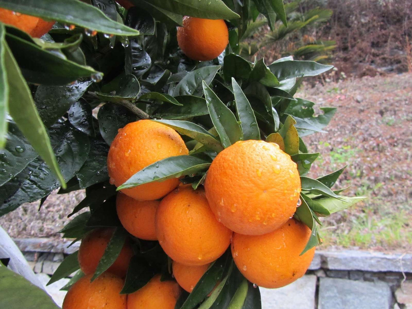 CITRUS x sinensis