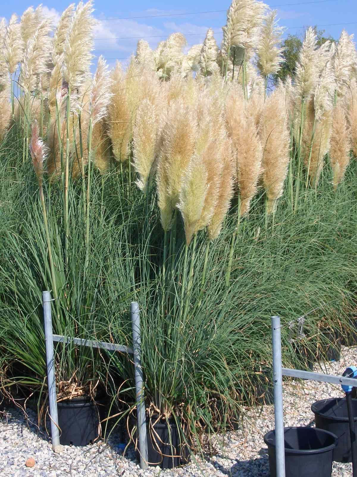 CORTADERIA selloana