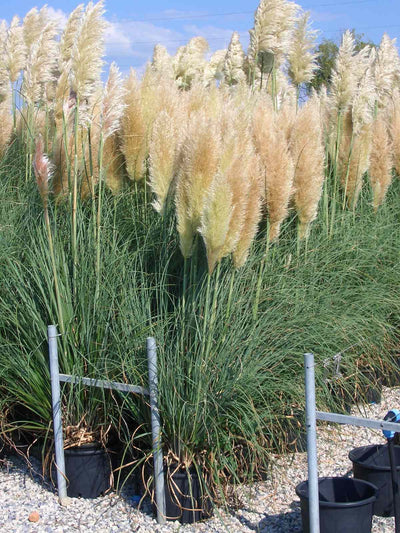 CORTADERIA selloana