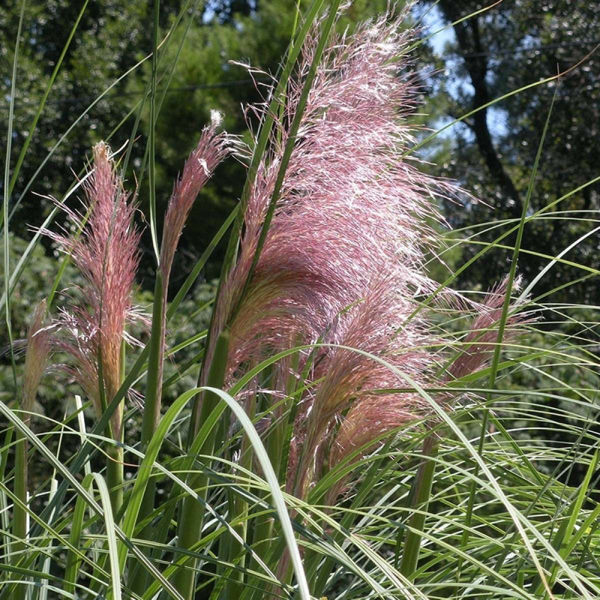 CORTADERIA selloana 'Rosea'
