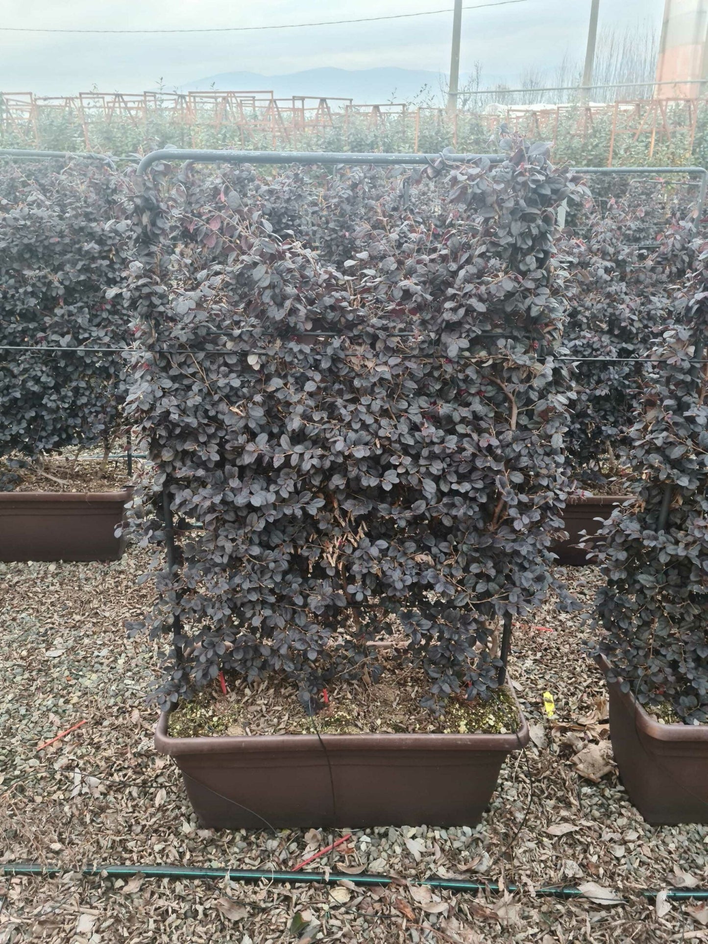 LOROPETALUM chinense 'Ever Red'