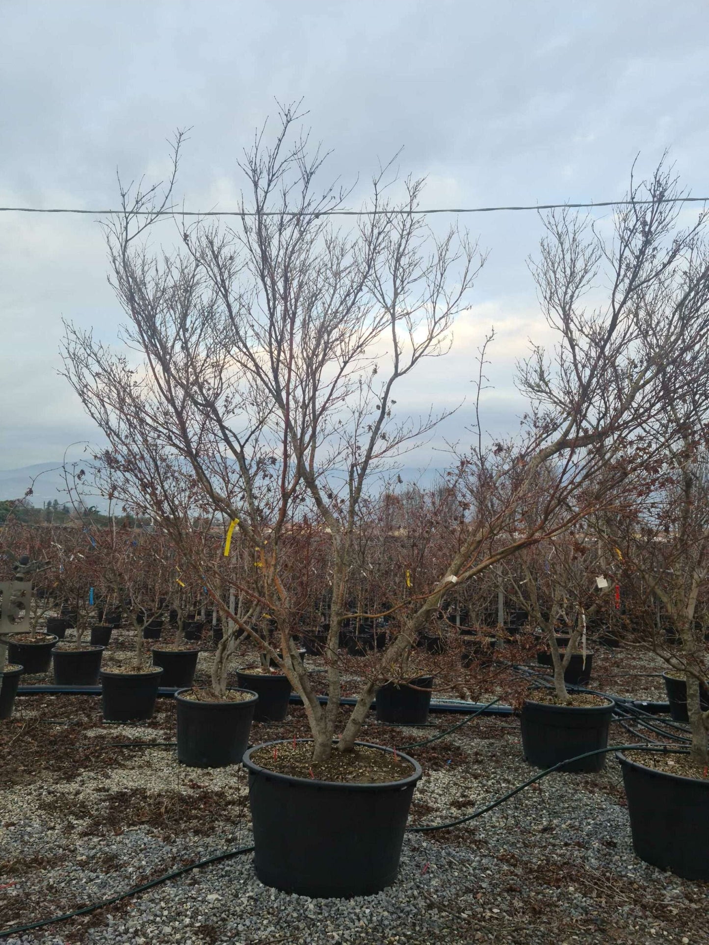ACER palmatum 'Butterfly'