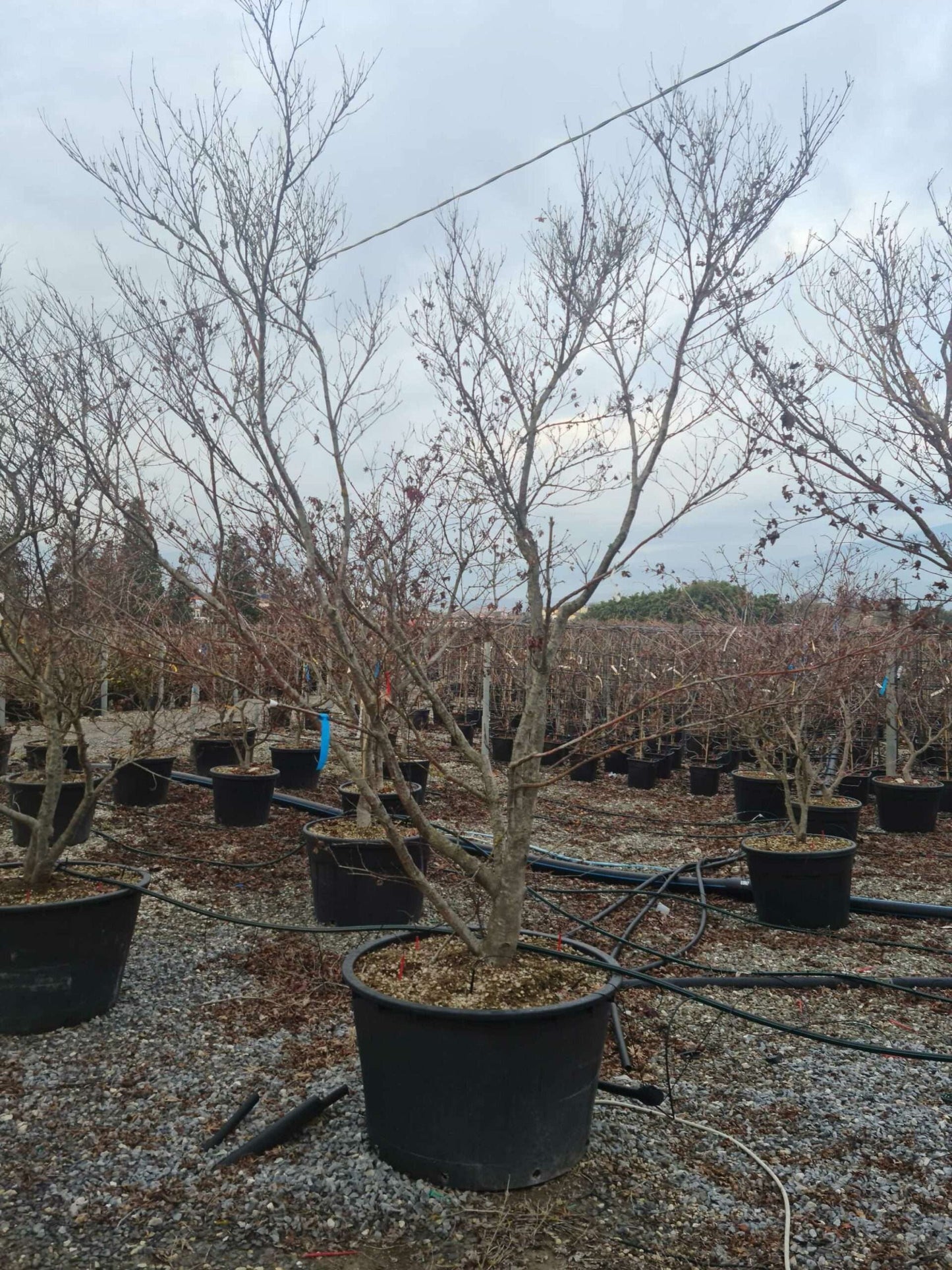 ACER palmatum 'Butterfly'