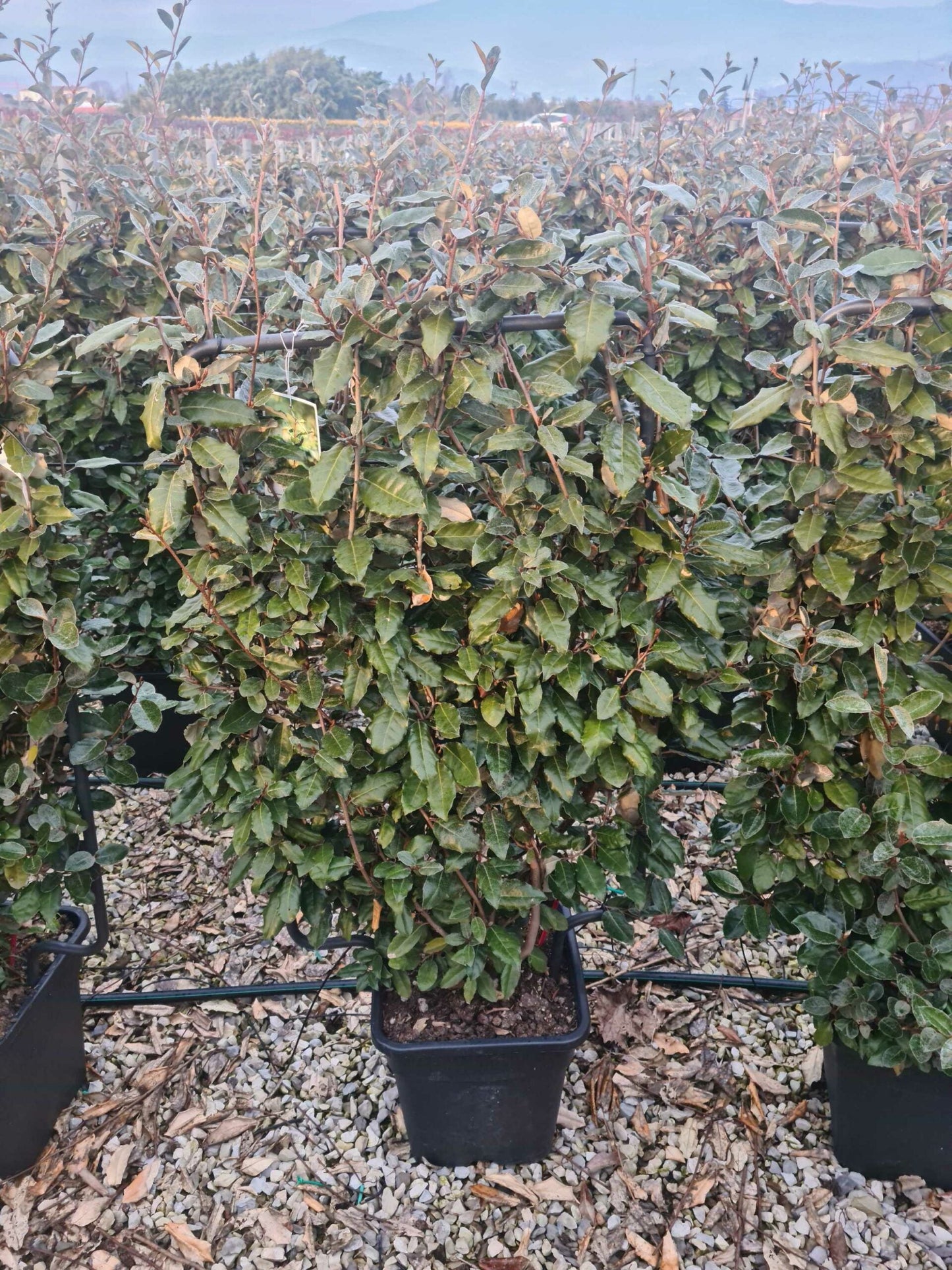 ELAEAGNUS x ebbingei 'Compacta'