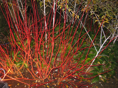 CORNUS alba 'Baton Rouge'