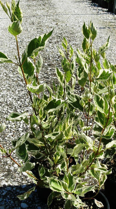 CORNUS alba 'Elegantissima'