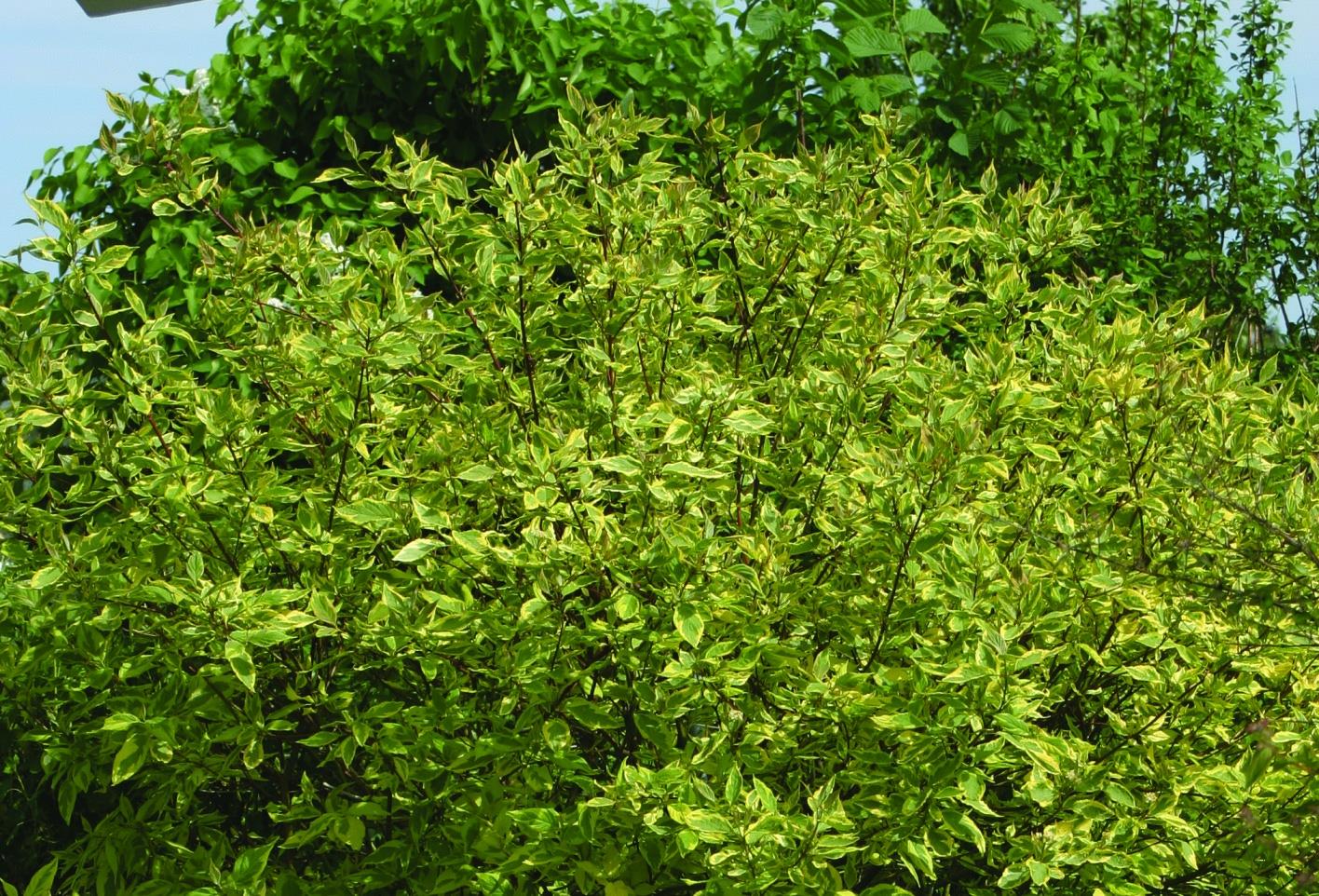 CORNUS alba 'Gouchaultii'