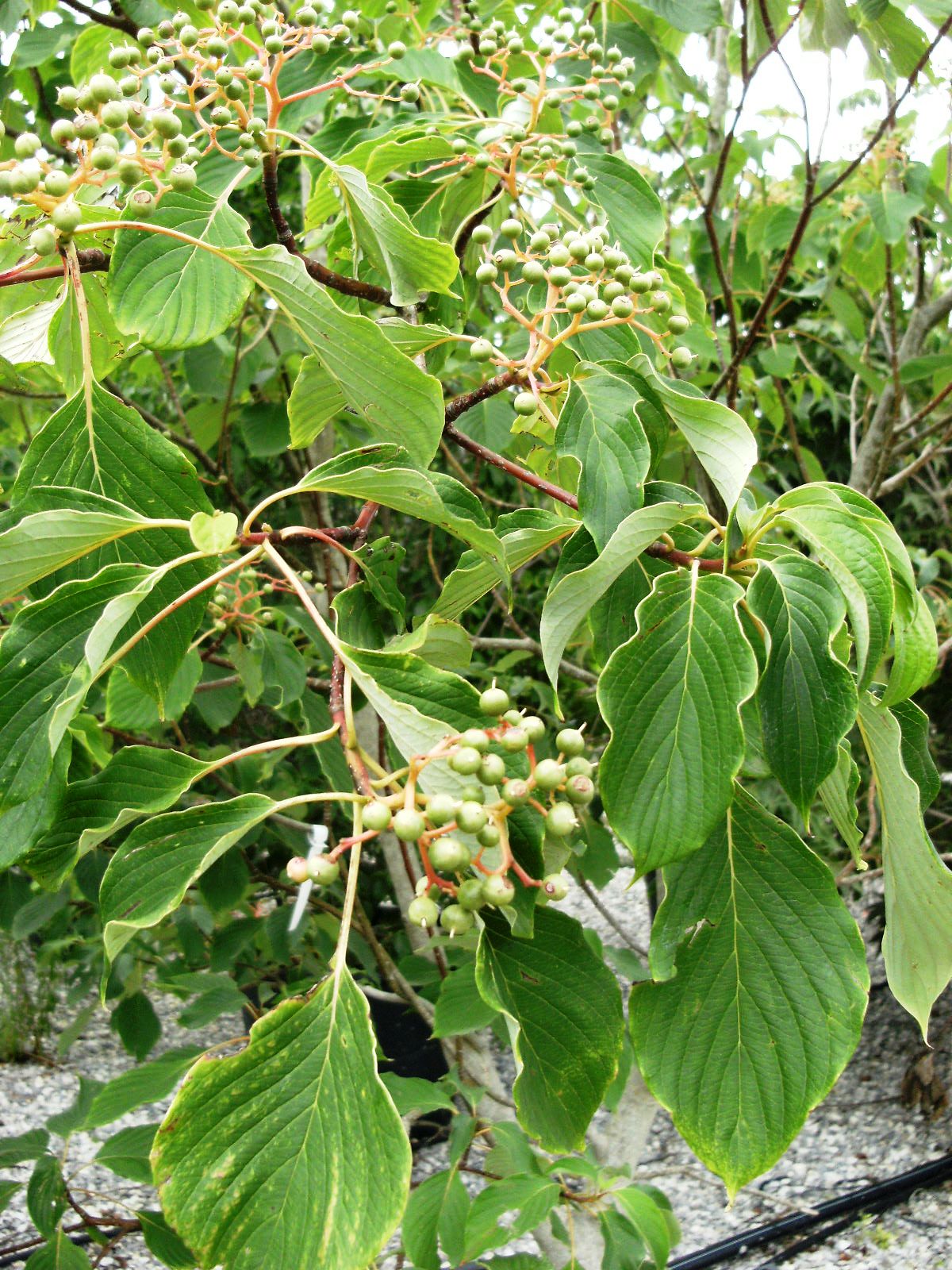 CORNUS controversa