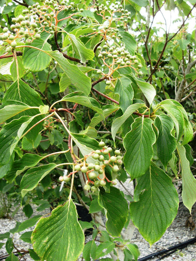 CORNUS controversa