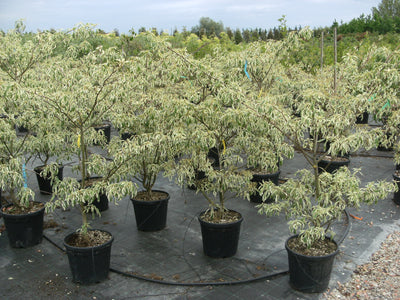 CORNUS controversa 'Variegata'
