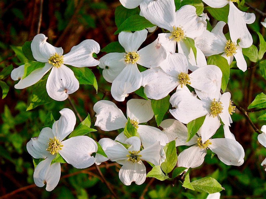 CORNUS florida
