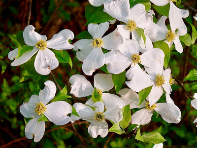 CORNUS florida
