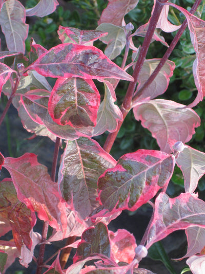 CORNUS florida 'Cherokee Daybreak'