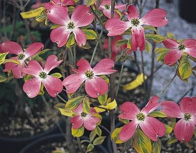 CORNUS florida 'Cherokee Sunset'