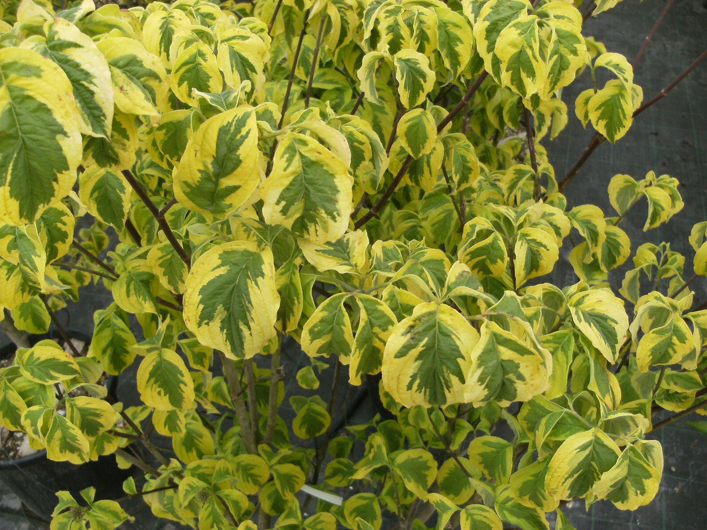 CORNUS florida 'Rainbow'