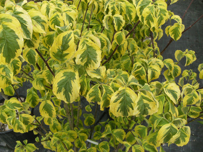 CORNUS florida 'Rainbow'