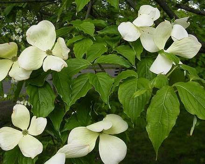 CORNUS x 'Aurora'