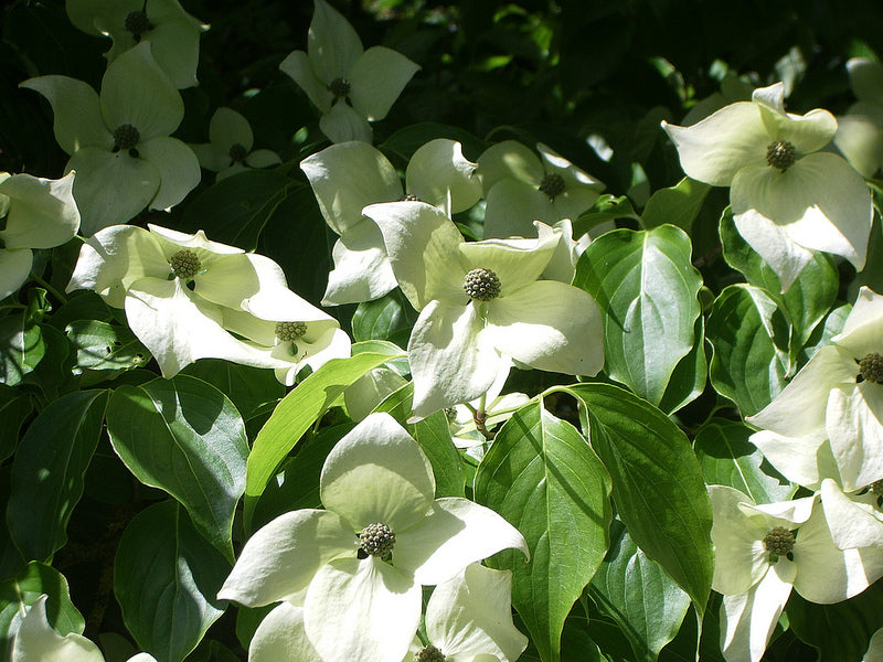 CORNUS kousa 'China Girl'