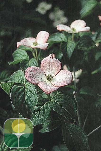 CORNUS kousa 'Satomi'