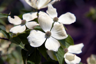 CORNUS x 'Ruth Ellen'
