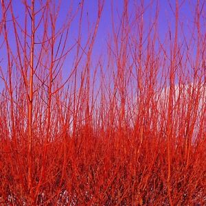 CORNUS sanguinea