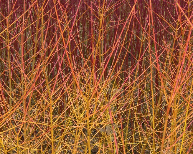 CORNUS sanguinea 'Midwinter Fire'