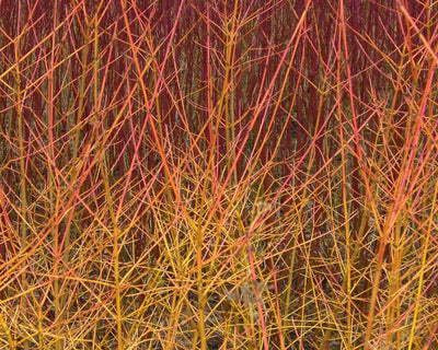 CORNUS sanguinea 'Midwinter Fire'
