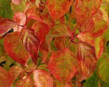 CORNUS sanguinea 'Magic Flame'