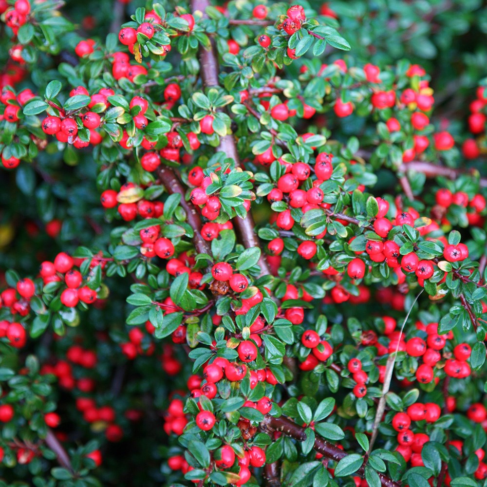COTONEASTER franchetii